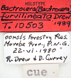 <i>Bactrocera (Bactrocera) furvilineata</i> Holotype label
