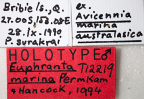 <i>Euphranta marina</i> Holotype label