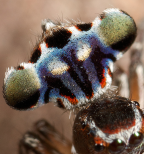 <i>Maratus harrisi</i> Otto & Hill, 2011, detail of opisthosoma