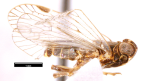 <i>Ozoliarus semicircularis</i> Löcker, holotype male