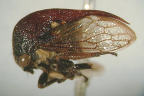 <i>Sertorius australis</i> (Fairmaire), type species of <i>Sertorius</i> Stål.