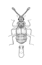 <I>Collacerothorax spinicollis </I>Wilson