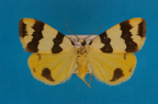 <i>Termessa laeta</i> (Walker, 1856), male