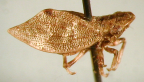 <i>Doowella wanungarae</i> (Evans), type species of <i>Doowella</i> McKamey.