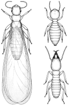 <I>Coptotermes acinaciformis, </I>winged reproductive alate, worker, soldier