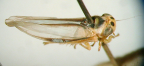 <I>Dialecticopteryx australica</I> Kirkaldy, adult male.