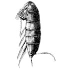 <I>Labidocera (Ivella) patagoniensis</I>, lateral female