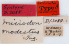 <i>Microdon modestus</i> Holotype labels
