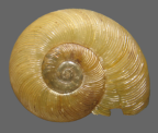 <em>Vitellidelos costata</em>, dorsal view.
Diameter of shell: 8.5 mm