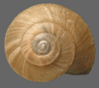 <em>Dignamoconcha dulcissima</em>, dorsal view.
Diameter of shell: 6-7 mm