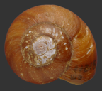 <em>Protorugosa alpica</em>, dorsal view.
Diameter of shell: 33mm.