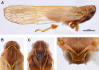 <i>Chidaea wilarra</i> Löcker and Holzinger. A: <i>habitus</i>, B-D: head.