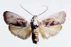 <I>Cryptophasa sceliphrodes</I> Meyrick, 1925 [photo by Len Willan]