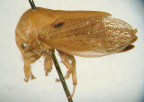 <I>Anzac bipunctatus</I> (Fabricius), adult female.