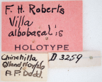 <i>Villa albobasalis</i> Holotype Labels