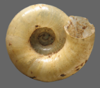 <em>Laevidelos moria</em>, ventral view.