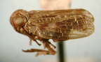 <i>Chlamydopteryx sidnicus</i> (Kirkaldy), syntype female.