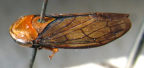 <i>Unguitartessus cairnsensis</i> F. Evans, adult male.