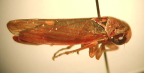 <I>Austroagalloides rosea </I>Evans, adult female.