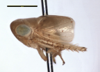 <i>Horouta darwini</i> Fletcher, brachypterous female paratype.