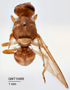 <i>Dacus (Didacus) palmerensis</i> Holotype
