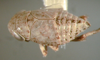<i>Goniagnathus venenensis</i>, paratype female.