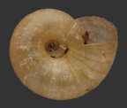 <em>Echotrida substrangeoides</em>, ventral view. 