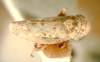 <I>Arawa decoloratus </I>(Evans), adult.