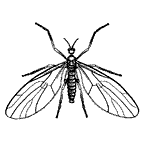 Perissommatidae