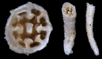 Calicular, oblique and lateral views of Guynia annulata