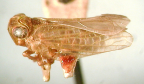 <i>Apsadaropteryx elongatulus</i> (Kirkaldy), syntype female.