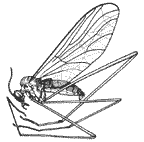 Blephariceridae