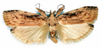<I>Xylomimetes trachyptera</I> (Turner, 1900) [photo by Len Willan]