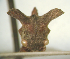 <i>Rigula yalkula</i> Day, adult, frontal view.