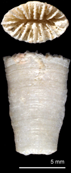 Calicular and lateral view of Placotrochides minuta