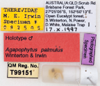 <i>Agapophytus palmulus</i> Holotype label