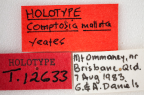 <i>Comptosia mallota</i> Holotype label