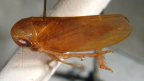 <i>Neotartessus pallidus</i> (Evans), adult female.