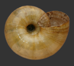 <em>Scagacola eddiei</em>, ventral view.