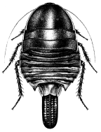 Blattidae
