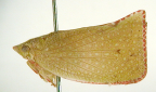 <i>Siphanta montana</i> Fletcher, holotype male