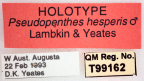<i>Pseudopenthes hesperis</i> Holotype label