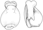 Family Diaphanidae. <i>Diaphana brazieri</i>.(from Beesley, Ross & Wells 1998) [R. Plant]