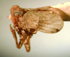 <I>Orinda lucindae</I> (Kirkaldy), holotype male