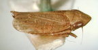 <i>Euacanthella bicolor</i> Evans, adult.