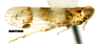 <i>Oliarus doddi</i> Muir, holotype female