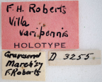 <i>Villa varipennis</i> Holotype label