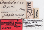 <i>Chaetodacus tryoni juglandis</i> Holotype label
