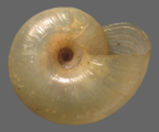 <em>Vitellidelos helmsiana</em>, ventral view.