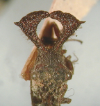 <i>Lubra spinicornis</i> (Walker), adult, frontal view, variant.